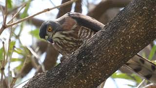 2023/05/01  府平公園公鳳頭蒼鷹捕獲麻雀後去毛