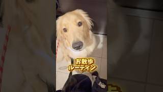 お散歩ルーティン #dog #子犬 #goldenretriever #ゴールデンレトリバー #愛犬 #ゴールデンレトリバー仔犬 #しつけ #トレーニング