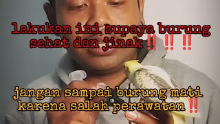 lakukan ini jika sayang burung kalian‼️