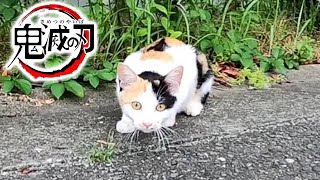 【鬼滅の刃】茶々丸みたいな三毛猫を見掛けたのでナデナデしようと近づいたらあの猫がやってきた