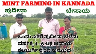 Mint farming in kannada || pudina || ಲಾಭದಾಯಕ ಪುದೀನಾ ಬೇಸಾಯ || ಕಲಬುರ್ಗಿ ರೈತನ ಅನುಭವ ||