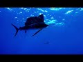 swimming with sailfish and baitball