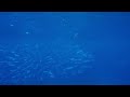 swimming with sailfish and baitball