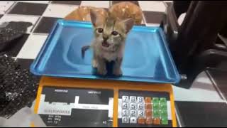 Tiny Kitten politely asking to be petted while owner is working