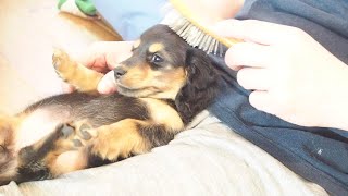 はじめてブラッシングしたダックスの赤ちゃんの反応が可愛すぎた   The reaction of the puppy who brushed for the first time was cute