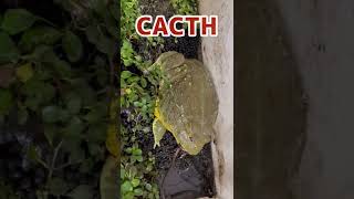 【カエル】🐸 ネズミをなかなか仕留めれないアフリカウシガエル