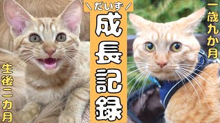 保護猫から無事犬化しただいず君の成長日記！【猫の日特別】