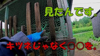 ヒヨコを襲った動物、実はキツネじゃなかった【088】