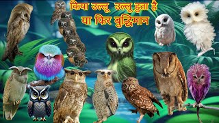 Owl !  उल्लू को उल्लू क्यों कहते हैं ! कोन_सी देवी है ! उल्लू की सवारी करती हैं ! कैसे देखते है !