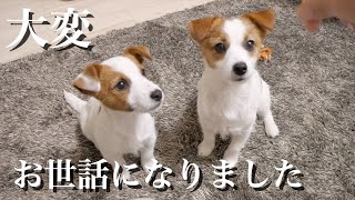 りんご食べながら年末のご挨拶する/ジャックラッセルテリア/多頭飼い