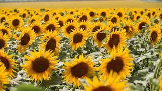 100% Pure Sunflower Carrier Oil Has Antioxidant and Antibacterial Qualities Use For  All Skin Types