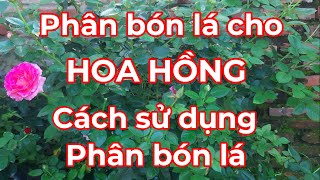 Phân bón lá cho hoa hồng, cách sử dụng phân bón lá sao cho hiệu quả