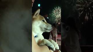 花火の音が怖くて、ずっと抱っこされっぱなしの柴犬