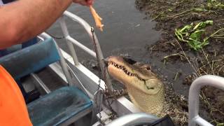 Airboat Tours Alligator climbs onto boat!