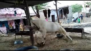 Aggressive malwa goat | 2020 | Bakra