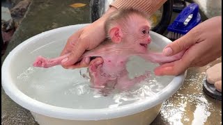 Mom Help Bathing Routine Newborn Baby Monkey this Morning