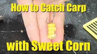 Best carp baits: sweetcorn. How to catch carp with sweetcorn