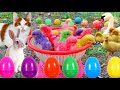 Catch Cute Chickens, Colorful Chickens, Rainbow Chicken, Rabbits, Cute Cats,Ducks,Animals Cute #66