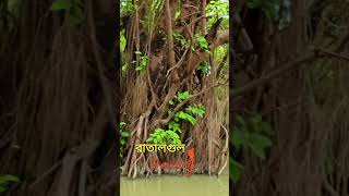 রাতালগুল রাতার গাছ  #ratargul_swamp_forest #রাতারগুল #touristplace #swampforest #sylhet #ratargul