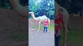 Mom, look how big you are 🐫🐫মা দেখো কত বড় উঠ 🐫🐫 #viral #shorts #trending #kids #baby