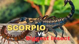 Scorpion Vs Biggest Bloodiest Insect Fight | Scorpio vs Insect Fight Video #scorpio #scorpion