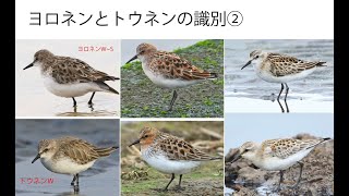 ♪鳥くんの野鳥識別講座③「ヨロネンとトウネン」夏羽、冬羽、幼羽。