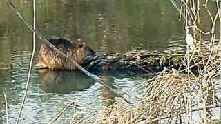 眠れる森のヌートリア　Nutria。Coypu