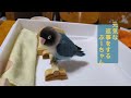 良いお返事をするインコ【ボタンインコのぶーちゃん】