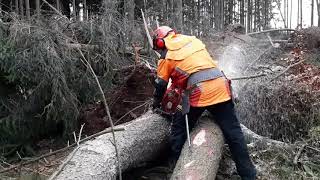 Totally blocked path through the storm, LUMBERJACK AND LOGGING