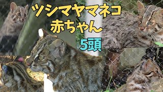 じゃれ合うツシマヤマネコの赤ちゃん🐱そっくりな5頭の見分け方を解説👀💡【東山動植物園】