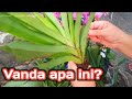 HUNTING ANGGREK CANTIK DENDROBIUM DAPATNYA ANGGREK VANDA  PLUS tips MERAWAT TANAMAN ANGGREK