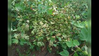 Top class Yield Hybrid Cotton