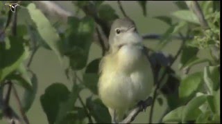 A Bell's Vireo sings from a perch