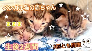 【生後2週間】3匹とも開眼！ベンガル猫ベルの子猫の成長記録