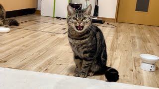 名前を呼ぶと返事をしながら近寄ってくる猫