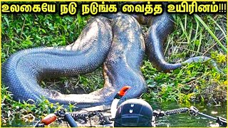 இது மட்டும் கேமரால சிக்கலனா யாரும் நம்பியிருக்க மாட்டீங்க | Unbelievable Animals Caught On Camera