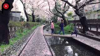 【 宿河原の桜 】Shukugawara's Sakura | Far From the Hustle-Bustle of the Cities