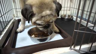 パグの大好物！とりのささみをあげてみた！Pug