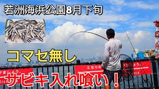 真夏の【若洲海浜公園】でサビキ釣りをやったらコマセ無しで○○が入れ喰い！アタリが止まらなかった!