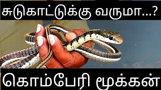 பின்தொடர்ந்து வருமா கொம்பேரி மூக்கன்!..Must watch ..