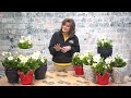 how to care for hellebores indoors english gardens