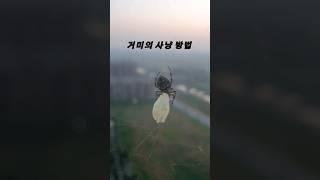 거미의 기막힌 먹이 사냥 #shorts #Spider#절지동물