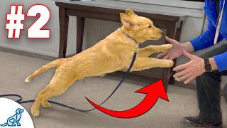 I Couldn't Survive Without Teaching My Dog These 5 Skills
