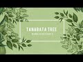 Tanabata Tree