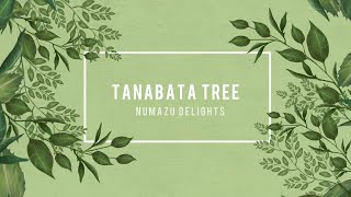 Tanabata Tree