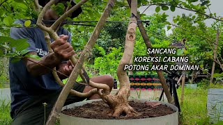 Bonsai Sancang Correggere i rami e tagliare le radici dominanti