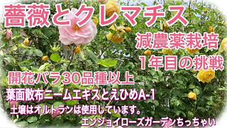 薔薇とクレマチス　減農薬栽培1年目の挑戦　開花　Roses and clematis: Roses bloomed with pesticide-free cultivation