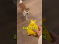 自己去上班的时候，就把这些牛马派给他玩～ 柴犬 萌宠好物 狗狗玩具 柴柴日常 宠物玩具