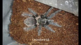 Lasiodora i Świerszcz