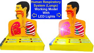 human respiratory system (lungs) working model using syringes and led lights | howtofunda